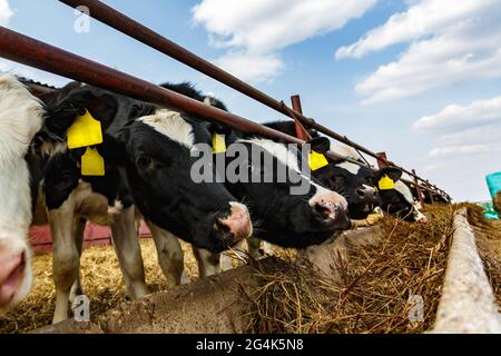 Élevage de vaches dans l'élevage libre d'animaux. Lâcheté. Élevage de vaches. Le troupeau de vaches blanches noires regarde la caméra avec intérêt. Banque D'Images