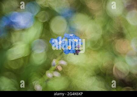 Photo sélective d'un alpine Forget-me-Not Banque D'Images