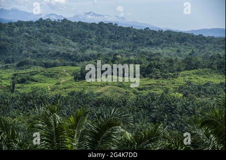 Kepong, la société malaisienne de plantation d'huile de palme, a vu la frontière du parc national de Gunung Leuser (TNGL) comme écotourisme de Bukit Lawang dans le district de Langkat, province de Sumatra Nord, Indonésie le 22 juin 2021. Photo de Sutanta Aditya/ABACAPRESS.COM Banque D'Images