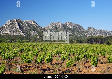 FRANCE. BOUCHES DU RHÔNE (13) DOMAINE D'EOLE, VIGNOBLE D'ALPILLES, RÉGION PROCHE DES EYGALIÈRES Banque D'Images