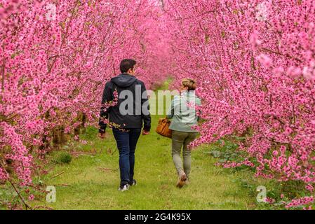 Arbres de pêche en fleurs dans les champs autour de Miravet (Tarragone, Catalogne, Espagne) ESP: Floración de los melocotoneros en campos del alrededor de Miravet Banque D'Images