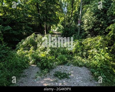 Munich, Bavière, Allemagne. 22 juin 2021. Le matin, après un déversage torrentiel et des vents extrêmement forts ont frappé la région de Munich, des arbres tombés et des branches lâches, ainsi que des débris dans les rues, comme sur une route d'urgence à Langwiedersee dans l'ouest de Munich, en Allemagne. Credit: Sachelle Babbar/ZUMA Wire/Alay Live News Banque D'Images