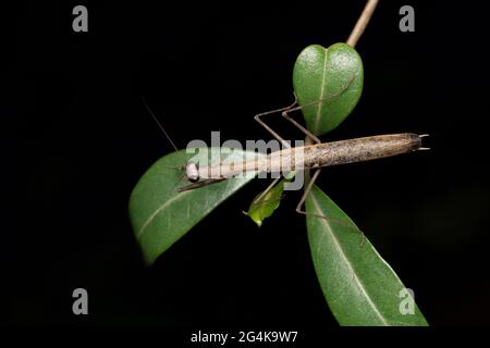 Mantis bruns, Statilia maculata, Satara, Maharashtra, Inde Banque D'Images