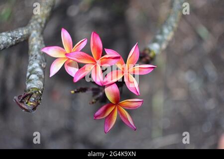 Tahiti, Polynésie française, Moorea : gros plan des fleurs de frangipani, plumeria Banque D'Images