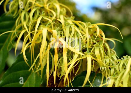 Les îles Marquises en Polynésie française, Nuku Hiva: Ylang Ylang feuilles, cananga odorata, plante parfumée. L'huile essentielle d'ylang ylang est utilisée dans l'aromat Banque D'Images