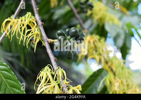 Les îles Marquises en Polynésie française, Nuku Hiva: Ylang Ylang feuilles et fruits, cananga odorata. L'huile essentielle d'ylang ylang est utilisée dans l'aromatherap Banque D'Images