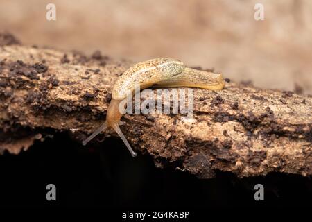 Slug Hedgehog, Arion intermedius, Satara, Maharashtra, Inde Banque D'Images