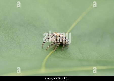 Jmping Spider Portrait, Yaginumaella aishwaryi, Satara, Maharashtra, Inde Banque D'Images