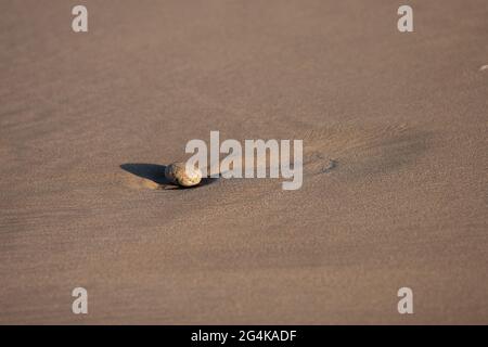 Galets solitaire abandonné par la marée sur une belle plage de sable en Bretagne Banque D'Images