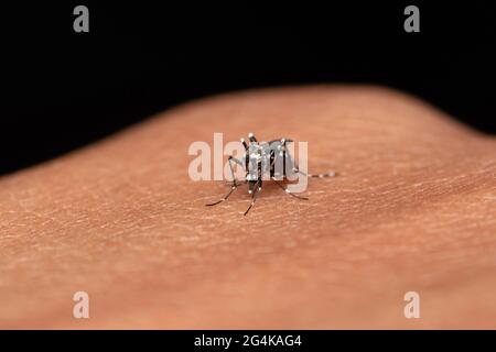 Aedes aegypti, moustique de la fièvre jaune, peut propager la dengue, le chikungunya, la fièvre Zika, Mayaro et les virus de la fièvre jaune, Satara, Maharashtra, Inde Banque D'Images