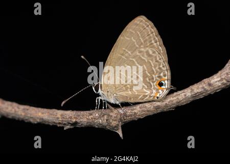 Papillon des plaines, Luthrodes pandava, Satara, Maharashtra, Inde Banque D'Images