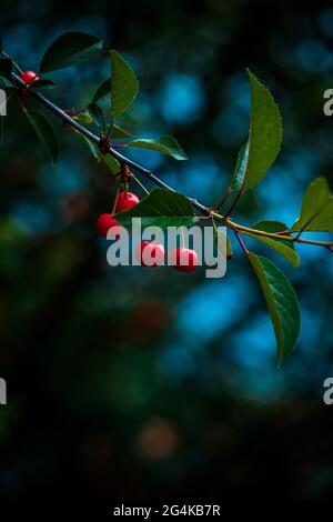 Baies de cerise douce mûre rouge sur les branches d'arbres dans le feuillage vert Banque D'Images