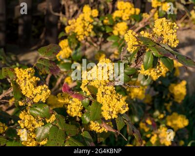Brousse fleurie de barberry avec des feuilles de pickly Banque D'Images