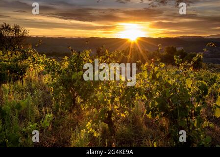 Lever du soleil dans les vignobles près de Navàs, en particulier ceux de la cave Vinyas d'Empremta (DO Pla de Bages, Barcelone, Catalogne, Espagne) Banque D'Images