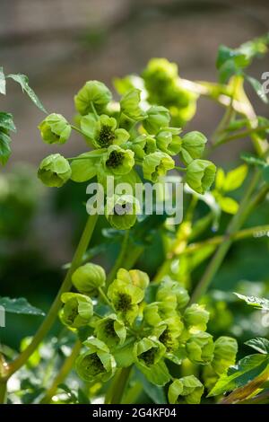 Mathiasella bupleuroides 'Green Dream' Banque D'Images