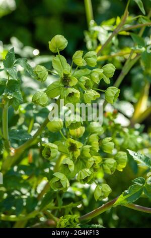 Mathiasella bupleuroides 'Green Dream' Banque D'Images