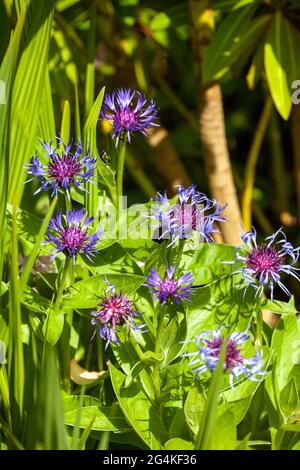 Centaurea montana, fleur de maïs vivace en fleur en Écosse Mai 2021 Banque D'Images