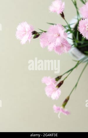 Petits œillets roses dans un vase, vue de dessus Banque D'Images