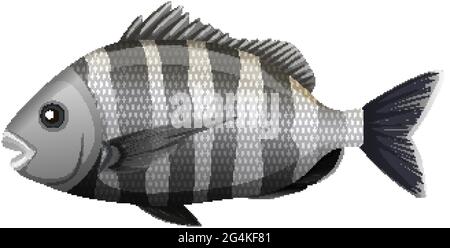 Sheepshead poisson dans le style de dessin animé sur fond blanc illustration Illustration de Vecteur