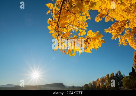 Feuilles d'automne jaune vif avec le soleil du matin qui brille au-dessus de l'horizon au lac Wanaka, île du Sud Banque D'Images