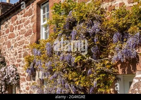 Gros plan de fleurs de wisteria pourpre sur un cottage en Écosse Banque D'Images