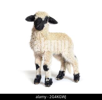 Profil d'un bel agneau Valais blacknose moutons trois semaines ancien Banque D'Images