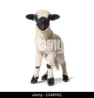 Agneau debout, blacknose, mouton regardant la caméra, trois semaines, isolé sur blanc Banque D'Images
