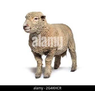 Mouton Southdown, Babydoll, mouton souriant, isolé sur blanc Banque D'Images