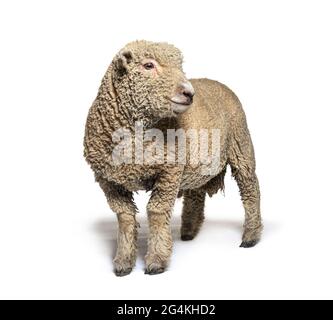 Mouton Southdown, Babydoll, mouton souriant, isolé sur blanc Banque D'Images