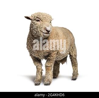 Mouton Southdown, Babydoll, mouton souriant, isolé sur blanc Banque D'Images