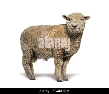 Mouton Southdown, Babydoll, mouton souriant, isolé sur blanc Banque D'Images