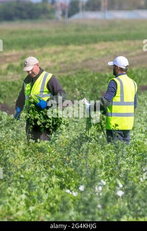 Tarleton, Lancashire. Météo au Royaume-Uni 22 juin 2021 ; les travailleurs migrants sur le terrain en provenance d'Ukraine commencent tôt le matin à récolter du céleri, car la demande des supermarchés pour les récoltes de salades est en hausse en raison de la chaleur persistante du temps. Les migrants ukrainiens constituent une énorme source de main-d'œuvre dans toute l'Europe, qui constitue le plus grand groupe de travailleurs migrants du continent. Les travailleurs migrants ukrainiens, dont beaucoup cherchent du travail en recrutant des entreprises, travaillent principalement dans des emplois à bas salaires dans des fermes de cueillette de fruits et de produits. Crédit MWI/AlamyLiveNews Banque D'Images