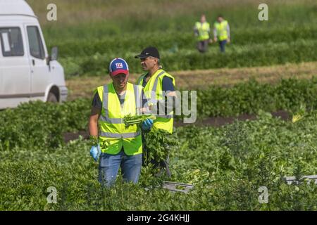Tarleton, Lancashire. 22 juin 2021; les travailleurs migrants sur le terrain en provenance d'Ukraine commencent tôt le matin à récolter du céleri car la demande des supermarchés pour les cultures de salades est en hausse en raison du temps chaud continu. Les travailleurs migrants ukrainiens constituent une énorme source de main-d'œuvre dans toute l'Europe, qui constitue le plus grand groupe de travailleurs migrants du continent. Les travailleurs migrants ukrainiens, dont beaucoup cherchent du travail en recrutant des entreprises, travaillent principalement dans des emplois à bas salaires dans des fermes de cueillette de fruits et de produits. Banque D'Images