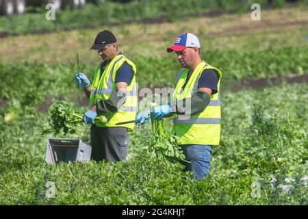 Tarleton, Lancashire. Météo au Royaume-Uni 22 juin 2021 ; les travailleurs migrants sur le terrain en provenance d'Ukraine commencent tôt le matin à récolter du céleri, car la demande des supermarchés pour les récoltes de salades est en hausse en raison de la chaleur persistante du temps. Les migrants ukrainiens constituent une énorme source de main-d'œuvre dans toute l'Europe, qui constitue le plus grand groupe de travailleurs migrants du continent. Les travailleurs migrants ukrainiens, dont beaucoup cherchent du travail en recrutant des entreprises, travaillent principalement dans des emplois à bas salaires dans des fermes de cueillette de fruits et de produits. Crédit MWI/AlamyLiveNews Banque D'Images