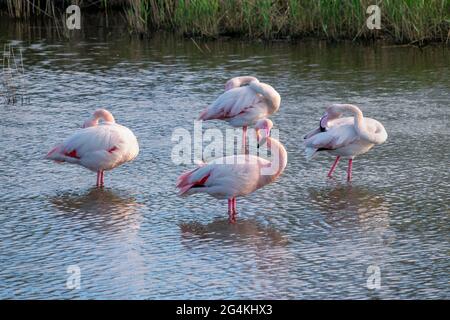 Gros plan du Grand Flamingos (Phoenicopterus roseus) en Camargue, Bouches du Rhône, Sud de la France Banque D'Images