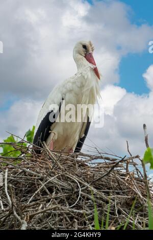 Gros plan d'un cigognes blanches dans le nid au printemps dans la Camargue, Bouches du Rhône, Sud de la France Banque D'Images