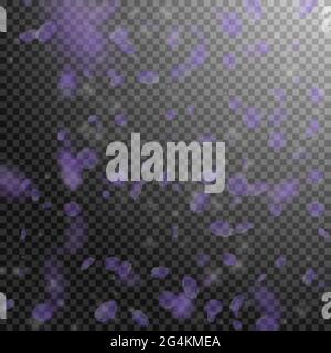 Pétales de fleurs violettes tombant. Fleurs romantiques et pittoresques tombant sous la pluie. Pétale volante sur fond carré transparent. Amour, romance concept. Beautif Illustration de Vecteur