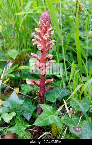 Ivy Broomcolza - Orobanche hederae, plante parasite d'Ivy Banque D'Images