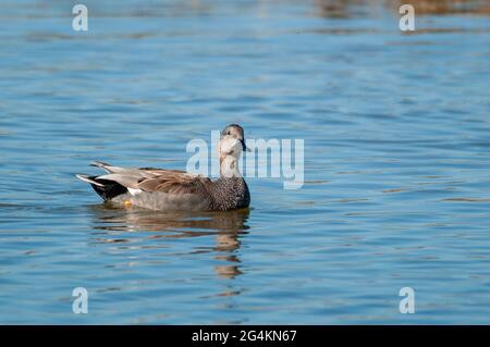 Gadwall (Mareca strera) nageant dans une rivière Banque D'Images