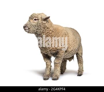 Mouton Southdown, Babydoll, mouton souriant, isolé sur blanc Banque D'Images