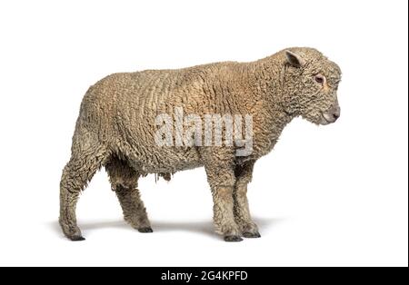 Moutons de Southdown, Babydoll, moutons souriants Banque D'Images