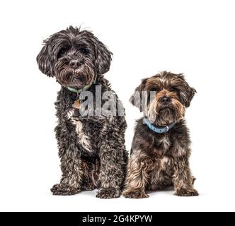 Deux chiens de race croisée assis ensemble, portant des colliers bleus Banque D'Images