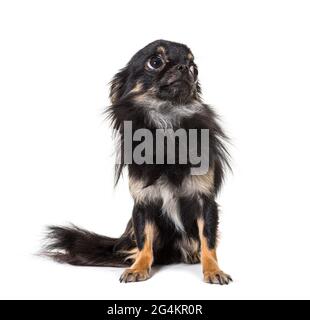 Noir inquiet assis Chihuahua regardant vers le haut, isolé Banque D'Images