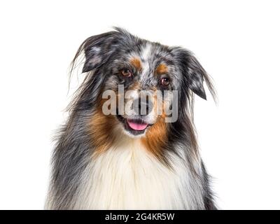 Portrait berger australien panting, isolé, photo de la tête Banque D'Images