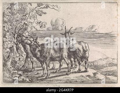 . Dans un paysage vallonné, il y a trois chèvres dans un vignoble qui s'est jeté autour du gommage. Une des chèvres a été vue de derrière. Cet imprimé fait partie d'une série en dix parties sur divers animaux. Banque D'Images