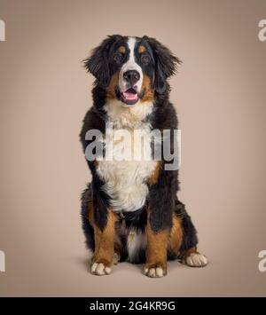 Jeune chien de montagne bernois sur fond marron assis, portant un collier Banque D'Images