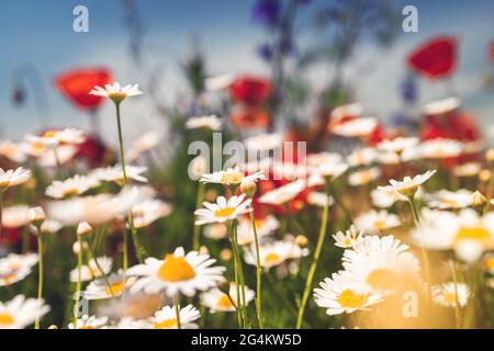 L'été paysage lumineux, avec de belles fleurs sauvages camomille Banque D'Images