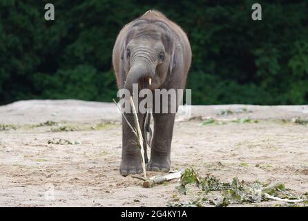 Hambourg, Allemagne. 22 juin 2021. Le cub Elephant Santosh prend une branche avec son tronc dans l'enceinte de l'éléphant au zoo de Hagenbeck. Credit: Marcus Brandt/dpa/Alay Live News Banque D'Images