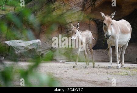 Hambourg, Allemagne. 22 juin 2021. Un poulain vieux d'un jour se trouve à côté de sa mère au zoo de Hagenbeck. Credit: Marcus Brandt/dpa/Alay Live News Banque D'Images