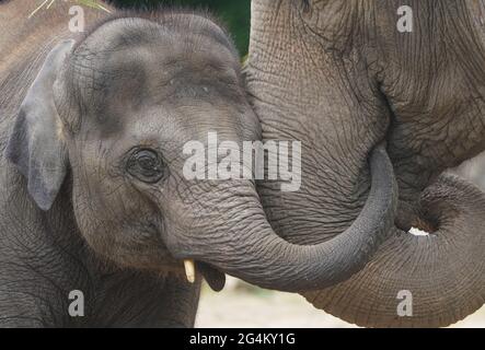 Hambourg, Allemagne. 22 juin 2021. Le cub Santosh de l'éléphant a coincé son tronc dans l'embouchure de Mogli de l'éléphant dans l'enceinte de l'éléphant au zoo de Hagenbeck. Credit: Marcus Brandt/dpa/Alay Live News Banque D'Images